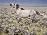 Wild Horse  Wyoming  Usa