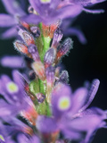 Wild Habitat  Florida  Usa