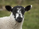 Lamb Near Malham  Yorkshire Dales  North Yorkshire  England