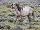 Wild Horses  Wyoming  Usa
