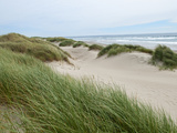 Sand Dunes and Scrub in Oregon Dunes National Recreation Park in Florence  Oregon  Usa