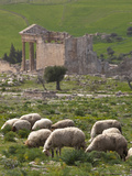 Grazing Sheep by the Capitole  UNESCO Site  Dougga  Tunisia