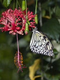 Paper Kite Butterfly
