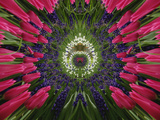 Tulip and Hyacinth Garden  Keukenhof Gardens  Lisse  Netherlands  Holland