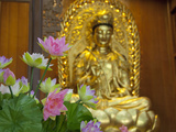 Pink Lotus Flowers in Front of Gold Statue  Kek Lok Si Temple  Island of Penang  Malaysia