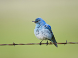 Mountain Bluebird  Wyoming  Usa
