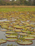 Giant or Victoria Lilies  Mato Grosso Do Sul Province  Brazil