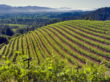 Newton Vineyard  Napa Valley  California  Usa