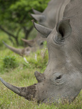 Pair of African White Rhinos  Inkwenkwezi Private Game Reserve  East London  South Africa