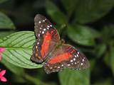 Tropical Butterfly