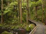 AH Reed Memorial Kauri Park  Whangarei  Northland  North Island  New Zealand