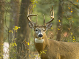 Whitetail Deer Buck in Whitefish  Montana  Usa