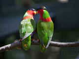 Collared Lory  Kula Eco Park  Vitu Levu  Fiji