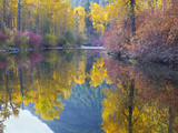 Autumn Color  Whitepine Creek  Wenatchee National Forest  Washington  Usa