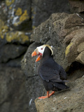 Tufted Puffin  St Paul  Pribilof Islands  Alaska  Usa