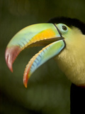 Toucan  La Paz  Costa Rica