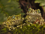 Vietnamese Mossy Frog  Central Pennsylvania  Usa