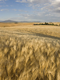 Gield of 6 Row Barley Ripening in the Afternoon Sun  Spokane County  Washington  Usa