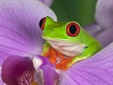 Red-Eyed Tree Frog