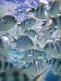 Underwater Fish  Aitutaki  Cook Islands