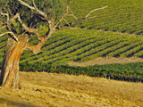 Mountadam Vineyard Winery on High Eden Road  Barossa Valley  Australia