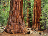 Close-Up of Sequoia Trees in Forest  Yosemite National Park  California  Usa