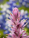 Close-Up of Downy Paintbrush  Texas  Usa