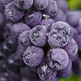 Chianti Grapes Ready for Harvest  Greve  Tuscany  Italy