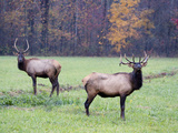Elk in the Great Smoky Mountains Nation Park  North Carolina  Usa