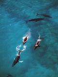 Humpback Whale Pod  Hawaii