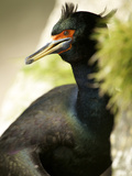 Red-Faced Cormorant  St Paul  Pribilof Islands  Alaska  Usa