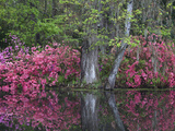 Azaleas in Bloom at Magnolia Plantation and Gardens  Charleston  South Carolina  Usa