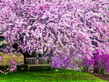 Wooden Bench under Cherry Blossom Tree in Winterthur Gardens  Wilmington  Delaware  Usa