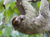 Brown-Throated Sloth and Her Baby Hanging from a Tree Branch in Corcovado National Park  Costa Rica