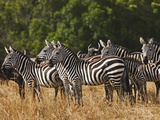 Burchell's Zebras  Masai Mara  Kenya