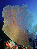 Underwater  Bonaire  Netherlands Antilles