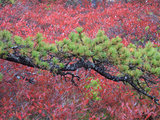 Pine and Blueberry Bushes in Acadia National Park  Maine  Usa