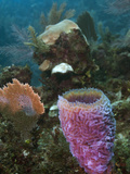 Xcalac Marine Reserve  Mahahual Peninsula  Quintana Roo  South Yucatan Peninsula  Mexico