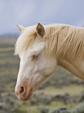 Wild Horse  Wyoming  Usa