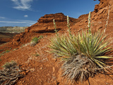 Yucca on Red Soil in Canyon Lands on Northern Wyoming  Usa