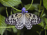 Paper Kite Butterfly
