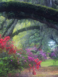 Spring Azaleas in Bloom at Magnolia Plantation and Gardens  Charleston  South Carolina  Usa