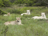 African Lions  Inkwenkwezi Private Game Reserve  East London  South Africa