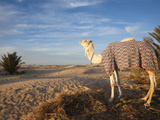 Great Dune and Camel  Douz  Sahara Desert  Tunisia