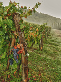 Chianti Grapes Ready for Harvest  Greve  Tuscany  Italy