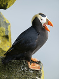 Tufted Puffin  St Paul  Pribilof Islands  Alaska  Usa