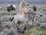 Wild Horse Babies Playing  Wyoming  Usa