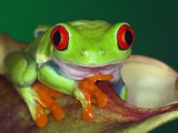 Red-Eyed Tree Frog