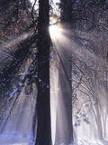Rising Sun  Yosemite Valley  Yosemite National Park  Sierra Nevada  California