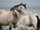 Wild Horses  Mare Greeting Last Year's Colt  Wyoming  Usa